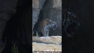 Amur tiger cubs explore outdoors