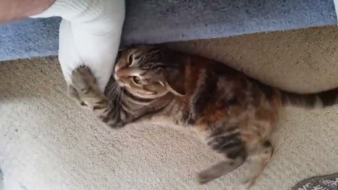 My cat attacks my foot YouTube