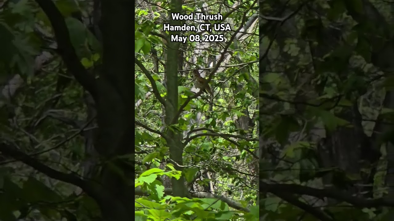 Wood Thrush Song. May 08, 2025. Hamden, CT, USA. 