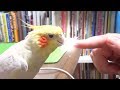 Today's My happy Cockatiel | Scratching goatee cockatiel | 冬毛がファーーーwww　オカメインコのカメちゃん
