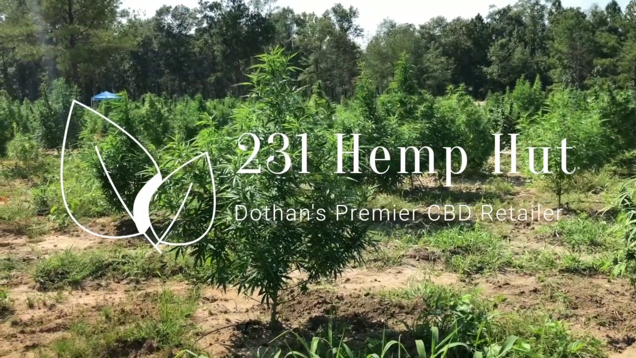 231 Hemp Hut
