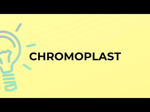 What is the meaning of the word CHROMOPLAST?