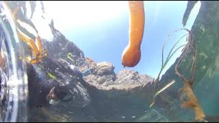 Eagle Cove Swim | San Juan Islands | August 2020 - Jellyfish, Starfish - Insta360 One X