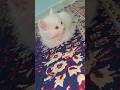 Cute Cat Baby Kallu#cutecat #cutebaby #catcomedy #cat #kitten #catfunny #shortsfeed #shorts #explore
