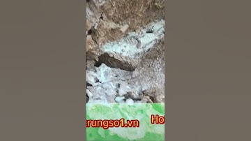 Diệt mối cho kho hàng | phun thuốc diệt mối pmc 90 lang truyền tận gốc diệt mối chúa #thuocdietmoi