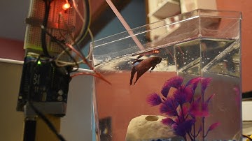 Automatic Fish Feeders 2&3 Betta - Mikes Inventions