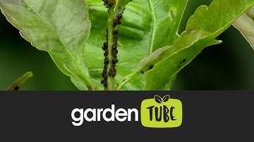 Common Lemon Tree Pests