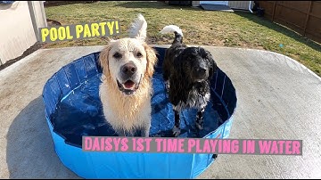 Pool Party | Newfoundland Puppy Plays In Water For The First Time