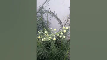 وآتاكم من كل ما سألتموه توفيق اسماعيل ما أكرمه من رب 