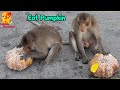 The monkeys wants to eat the pumpkin