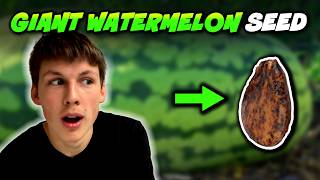 You Need THIS Variety to Grow Giant Watermelons!