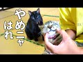 【子猫の口の中って見たことある？】@taipi 【切り抜き】
