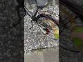 自転車