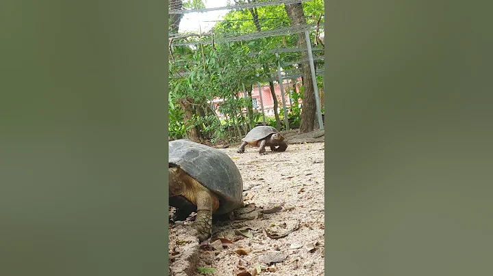 Video b42179c6 f0b4 4dbe b722 efab6d06e813