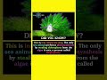 This Animal Can Do Photosynthesis 😲🌿 | Leaf Sheep Sea Slug