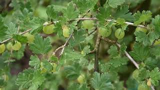 Agrest/Gooseberry-podstawowy krzew w ogrodzie/basic shrub in a garden[ENG SUB]