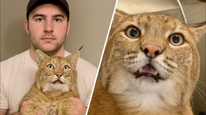 This Rescue Bobcat Cub Never Stops Talking – Try Not to Smile at Her Goofy Antics!