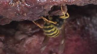 Yellowjackets