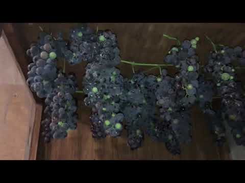 Video: Come Conservare Le Piantine D'uva In Inverno