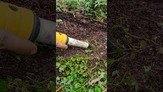 Best pinpointer metal detector..#shorts #short #youtubeshorts #viral #metaldetector #treasure #metal