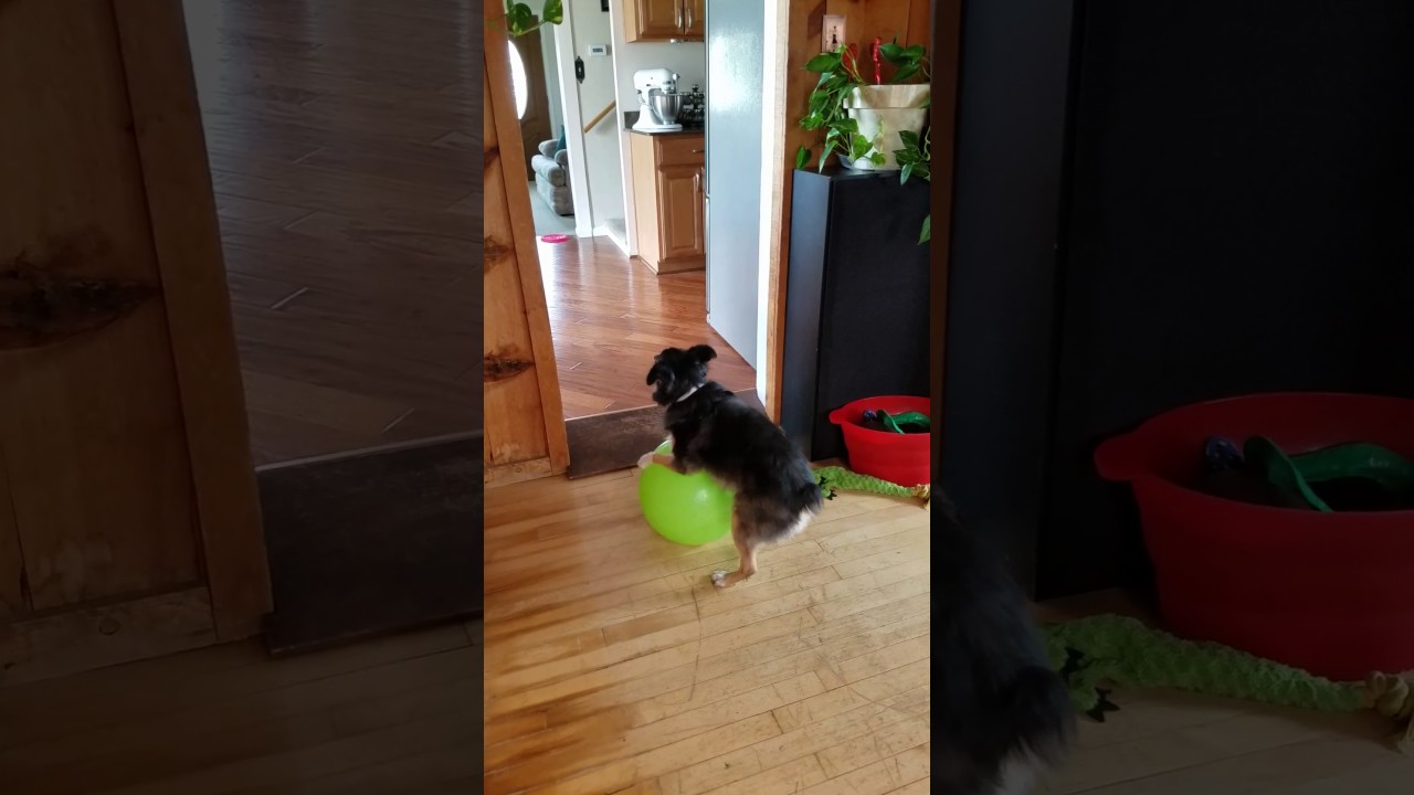 Buddy loves to hump his Ball! - YouTube