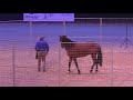 Monty Roberts young horse join-up Equitana 2019