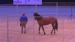 Monty Roberts young horse joinup Equitana 2019