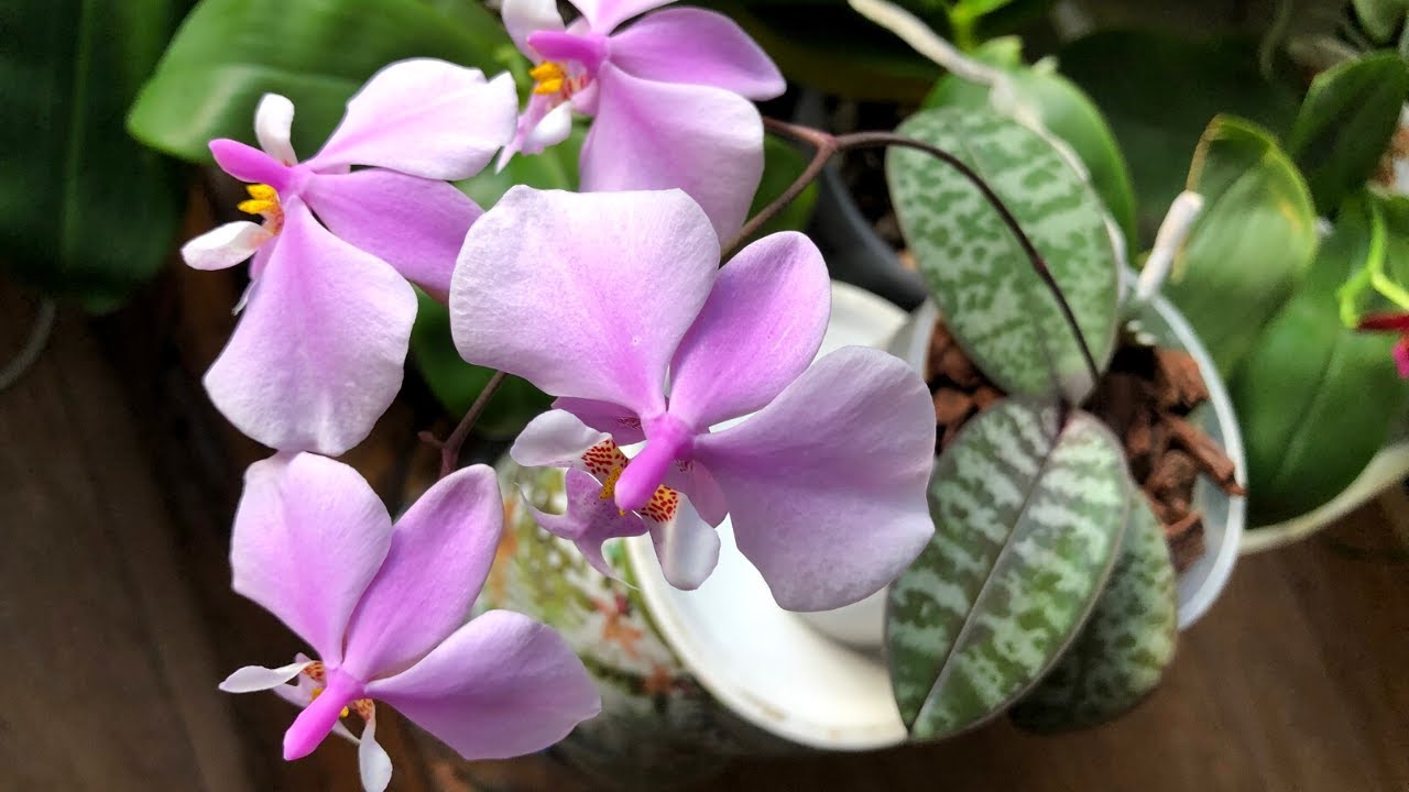 Storczyki kwitnące w styczniu w mojej kolekcji 🌺🌿