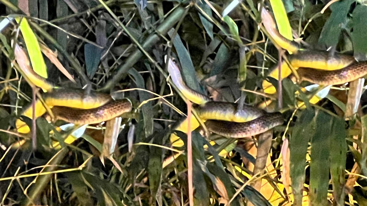 Dùng Ná Cao Su Đi Săn Rắn Ngủ Đêm- Soi Đêm Tìm Rắm - Snake Hunting Survival