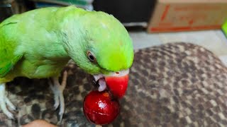 Tote Ko Lolipop Khana Hai