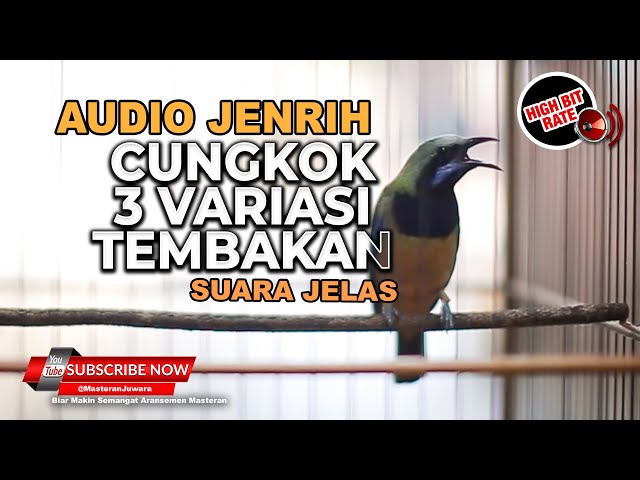 🔴Masteran Cucak Cungkok Gacor Tembakan 3 Variasi ❗️Cungkok Gacor Jernih class=