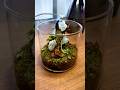 本物の植物と本物の鉱石を使った瓶テラリウム!"セレスタイトの宝石樹" #テラリウム #terrarium #苔テラリウム #苔