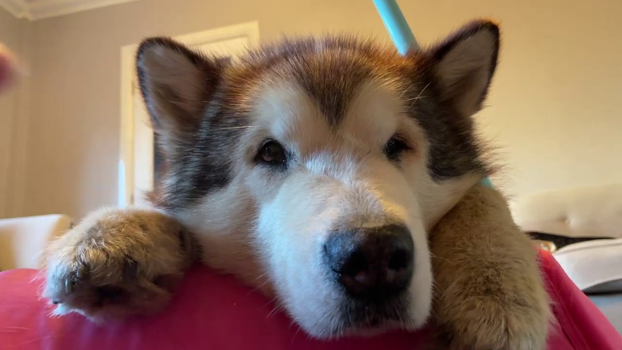 Had A Stressful Week?? Unwind With Dr Phil (On His Trampoline!)