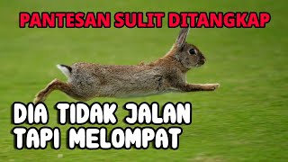 WHY DO RABBITS PREFER HOPPING TO WALKING?
