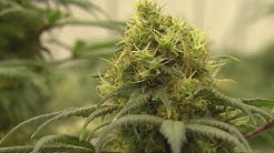 Big changes proposed for WV medical cannabis law