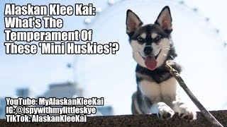 Alaskan Klee Kai temperament: What are 'Mini Huskies' like?