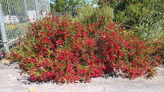Monkey Flower: Southern California native plant