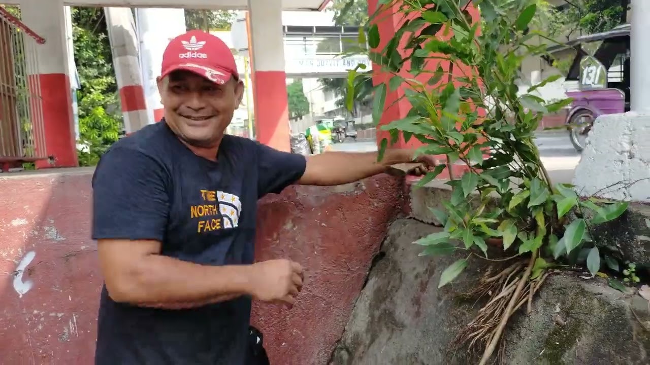 HUNTING PLANTING BALETE BONSAI MATERIAL #balete  #bonsai #bonsaitree #planting #hunting