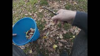 Грибная разведка.24.10.25.