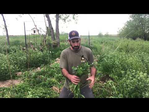 Video: Informatie over Pennycress Plants: Hoe Veld Pennycress onder controle te houden