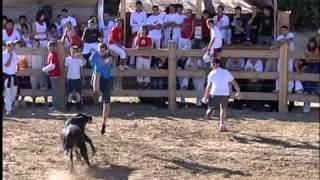 Fiestas agosto 2007 vacas Aibar/Oibar