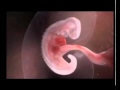 How A Baby Is Developed