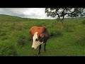 Vacas en realidad virtual | VR experience #103