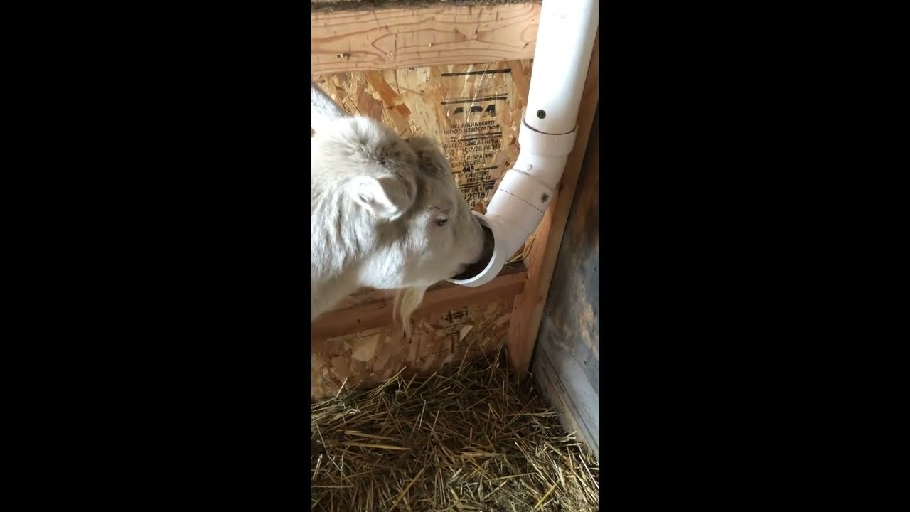 How to build a mineral feeder for pack goats