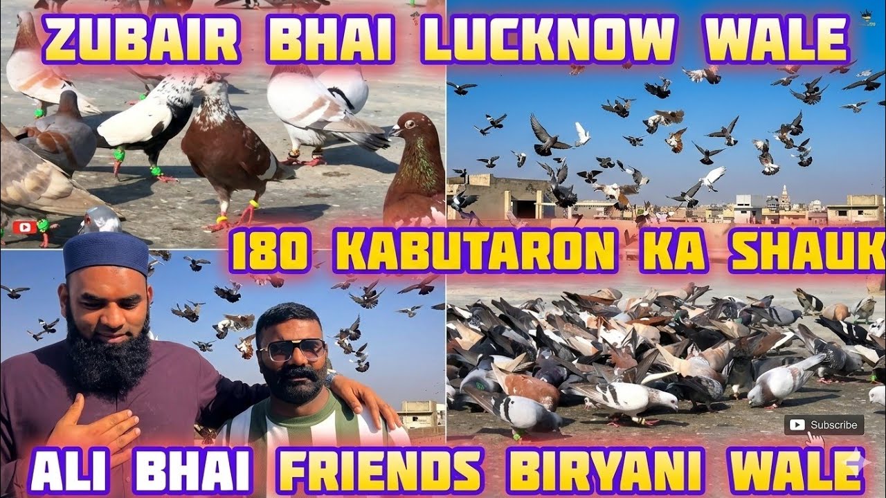 🔥 Ali bhai, Zubair bhai🔥| 180 new kabutaron ka shauk | desi pigeon | Ali bhai friends biryani wale