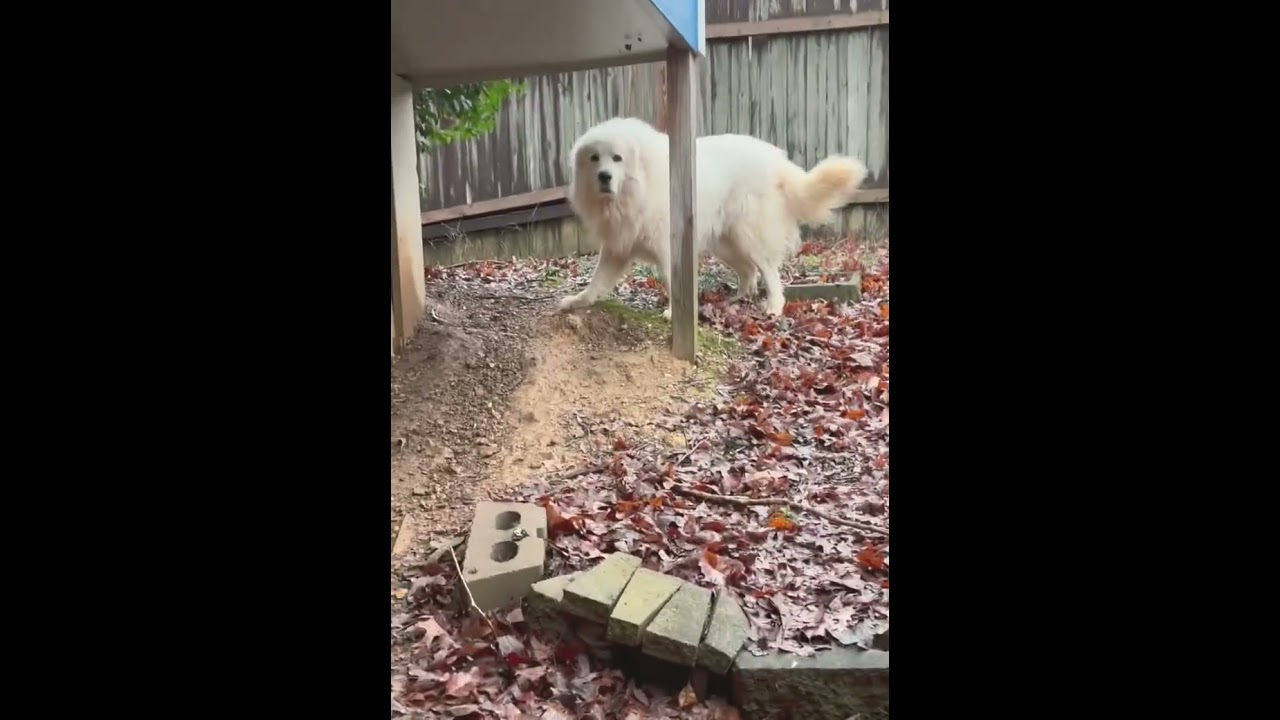 My sweet Fluffy got the zoomies! #greatpyrenees #dog #beautiful #love #funny #funnycute