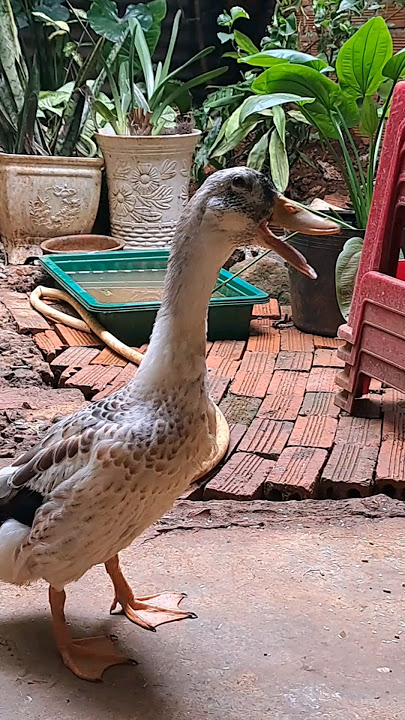 vịt kêu #animals #shortsyoutube #vịt