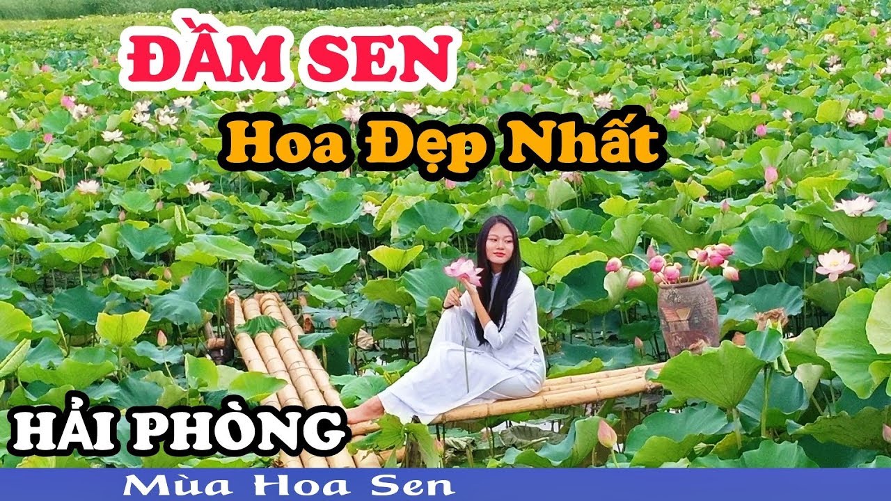 [Mùa Hoa Sen] Đầm Sen Đa Phúc - Dương Kinh - Hoa Đẹp... - youtube