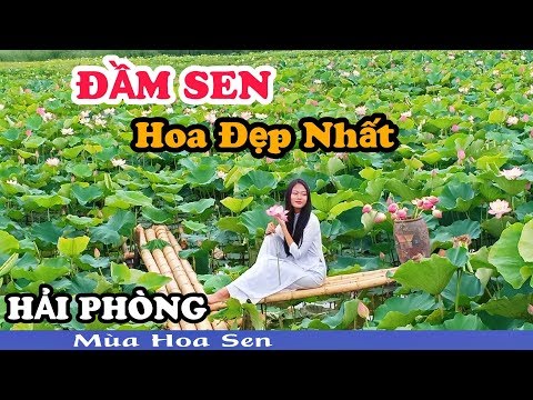 Video [Mùa Hoa Sen] Đầm Sen Đa Phúc - Dương Kinh - Hoa Đẹp... - youtube