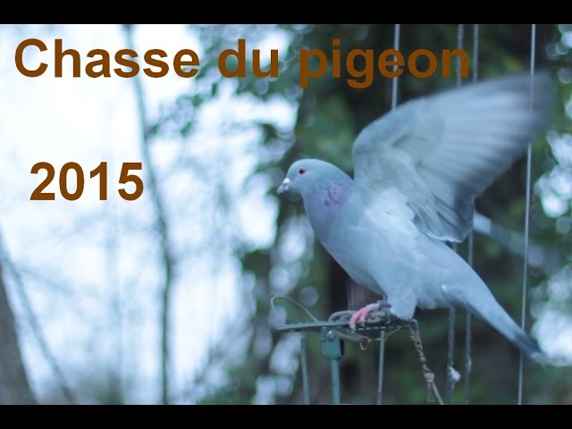 Manege A 3 Pigeons chez votre spécialiste de la chasse au gibier d